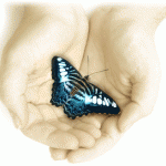 butterfly